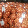 Professional Supplier of Chinese Fresh Yellow Onion